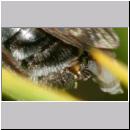 Stylops melittae - Faecherfluegler m21 5mm an Andrena vaga.jpg